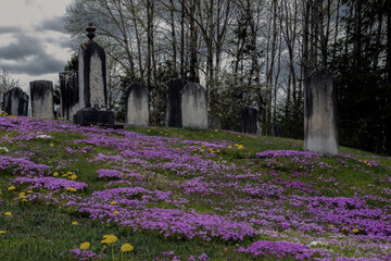 An old, dark, spooky graveyard on a hill, after sunset. The sky is cloudy and dark. Trees are in the background. The ground is grass and purple flowers.
