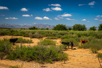 Criollo Cattle on the open range - obrazy, fototapety, plakaty