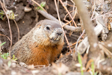 An old groundhog peeking emerging from his hole. Groundhog has very long lower teeth that reach up to his nose.. His face and upper body are visible. 