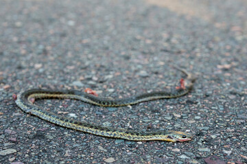 A small dead snake lying on a road. Focus is on his eye. Shallow depth of field. Low angle view.