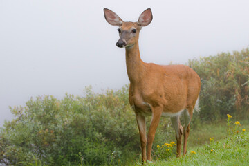 Deer on the side of a hill on a foggy day. Hill is grassy, with bushed down the hill. Background is dense fog. 