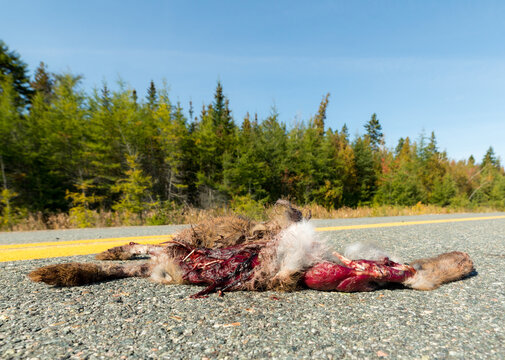 Dead rabbit in the middle of a road. His innards are visible, broken bones are sticking out. Coagulated blood present. Room for text.