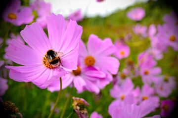 Bumblebee on a flower on a summer day