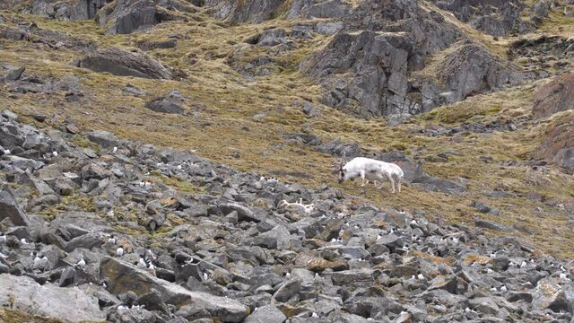 Two adult males of Svalbard reindeer (Rangifer tarandus platyrhynchus) grazing near Little Auks nesting colony Svalbard Islands Spitsbergen