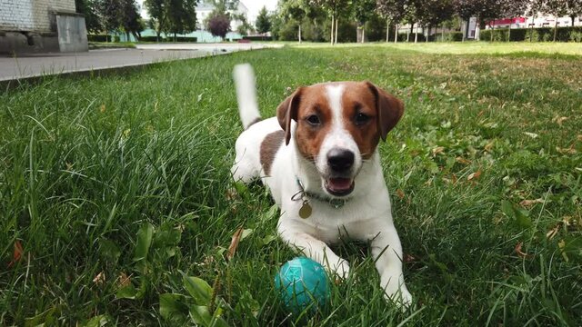 Happy terrier puppy with toy outdoors
