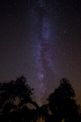 Scenic panoramic picture-postcard view of starry sky surrounded by some trees on a forest. Amazing Landscape with Milky Way Galaxy full of stars.