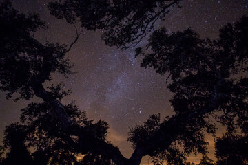 Fototapeta premium Scenic panoramic picture-postcard view of starry sky surrounded by some trees on a forest. Amazing Landscape with Milky Way Galaxy full of stars.