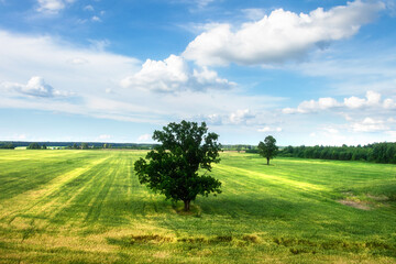 Fototapeta na wymiar Natural landscape with single green trees in field of wheat. White clouds low above trees. Shadows from trees on green field.