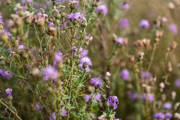 Naklejka premium The texture of purple flowers. Plants on the lawn, in the flowerbed, in the garden, in the park. 