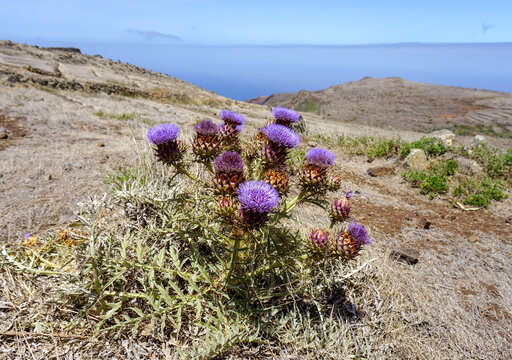 Milk thisle plant in bloom isolated on a a  blue sky and desert background. Purple blossoms on a sunny day. Medicinal plants. 