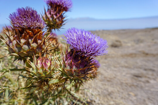 Milk thisle flowers close-up on a blue sky and desert background. Purple blossoms on a sunny day. Medicinal plants. 