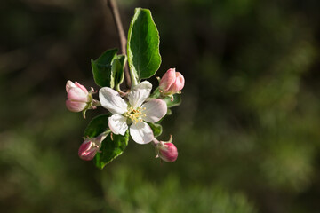 Flowering branch of wild forest apple tree. White and pink color of flowers. Spring flowering garden trees. 