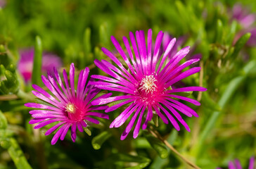 Lampranthus Mittagsblume Blume Blüte pink magenta Pflanze Aizoaceae Blütenblätter Makro Nahaufnahme Details metallisch Blätter Glanz Afrika Farbe