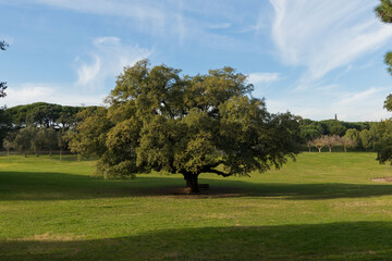 Recreational Park of the city with grass, forest and a crystalline creek in the center of Portugal. Peace Park or Parque da Paz, Almada.
