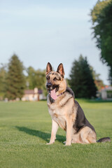 East european shepherd dog on green grass