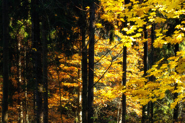 Colorful image of autumn forest. Yellow foliage. Sunbeams make their way through tree trunks.