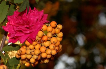 Rowan on a blurred background. Not the Mature fruit of mountain ash.