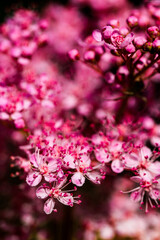 Teder Queen of the Prairie flowers also known as Filipendula pink blossoms blooming in summer.