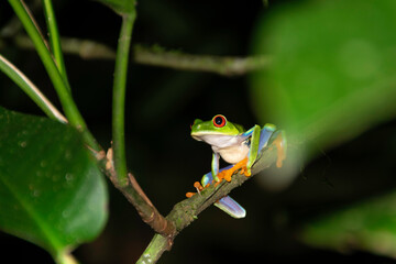red-eyed treefrog in Costa Rica. Agalychnis callidryas
