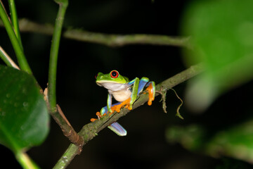 Fototapeta premium red-eyed treefrog in Costa Rica. Agalychnis callidryas