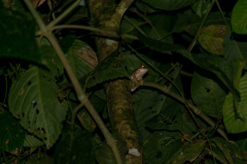 red-eyed treefrog in Costa Rica. Agalychnis callidryas