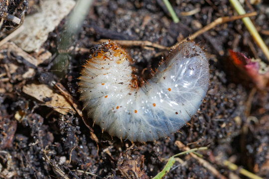Engerling des Rosenk&auml;fers