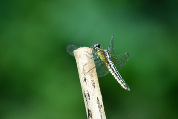 竹の先のトンボ