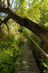 Obraz premium Narrow wooden pedestrian walkway bridge in a wetland forest