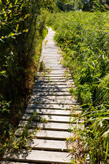 Narrow wooden pedestrian walkway bridge in a wetland forest