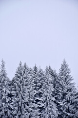 snow covered trees