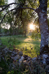 Magical Sunset Or Sunrise In Forest Landscape. Natural Sunlight And Sun Rays Through Woods Trees In Summer Forest. Beautiful Scenic View. Natural Real Lens Flare Effect