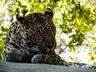 Leopard