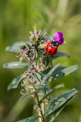 ladybug on a flower