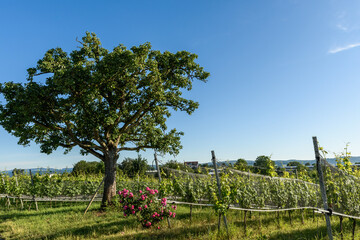 Vineyard with rosebush and tree on Reichenau Island, Lake Constance, Baden-Wuerttemberg, Germany