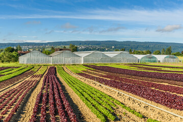 Lettuce field and greenhouses, Reichenau Island, Lake Constance, Baden-Wuerttemberg, Germany