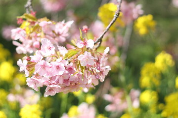 Obraz premium Close up of beautiful pink Kawazu sakura flowers (cherry blossoms) with blurred canola flowers background, soft focus