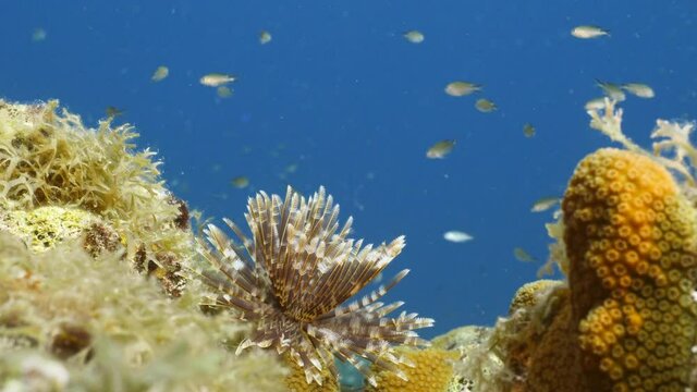 Seascape in turquoise water of coral reef in Caribbean Sea / Curacao with Duster Worm, fish and coral