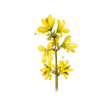 Digital art illustration of Forsythia isolated on white. Hand drawn flowering bush of Oleaceae family. Colorful botanical drawing. Greeting card, birthday, anniversary, wedding graphic clip art design