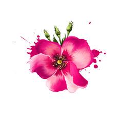 Digital art illustration of Shrub Rose isolated on white. Hand drawn flowering bush Rosa rubiginosa. Colorful botanical drawing. Greeting card, birthday, anniversary, wedding graphic clip art design