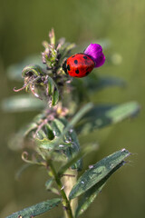 ladybug on a flower