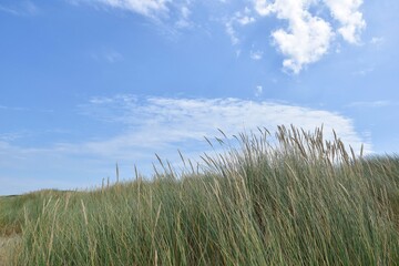 Fototapeta premium Sand dunes and grass at the beach of Scheveningen, Netherlands