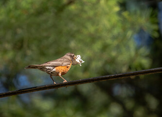 American Robin