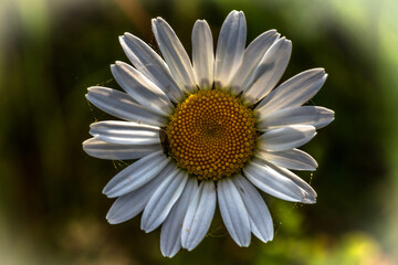 Fototapeta premium close up of daisy