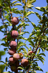 Fresh ripe blue plums on tree in summer garden on sky background