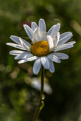 Obraz premium white daisy flower