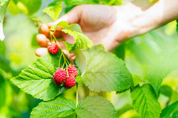 Cropped hand of adult woman picking raspberries from plant at farm. Closeup of raspberry cane....