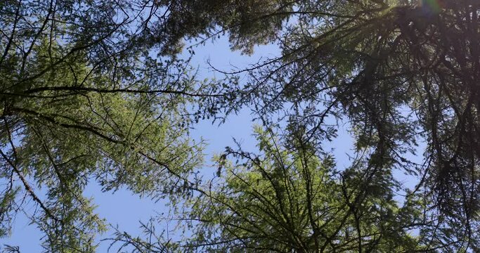 sky ward 260 degree view of tree tops within pine forest with bright blue sky during a warm summers day in scotland.