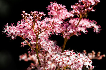 Teder Queen of the Prairie flowers also known as Filipendula pink blossoms blooming in summer.