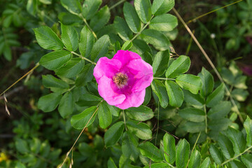 Saturated natural texture and background with green plants and wild rose flowers. Summer bright forest background. 