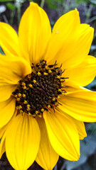 close up pictures of sunflower